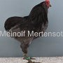 Zwerg-Araucana blau HV96 E Kretzschmar Steffen